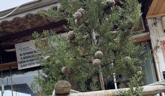 Ağlayan Ağaç'ın Yerine Yenisi Dikildi