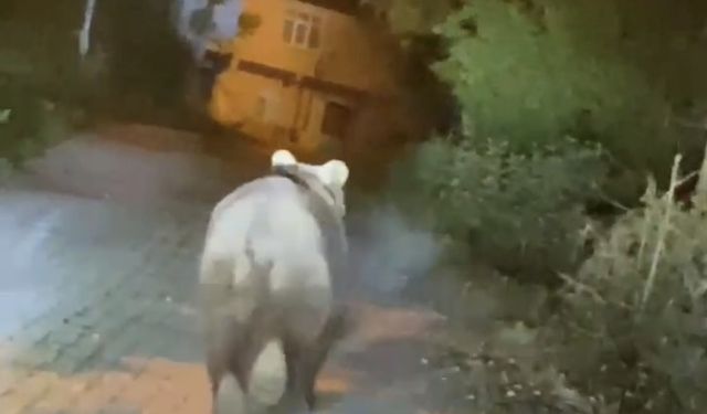 Kumluca'da Tehlikeli Yakınlaşma