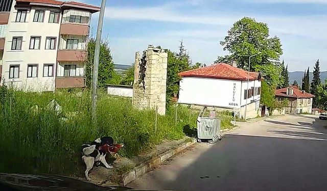 Başıboş köpek tavuğu alıp kaçtı