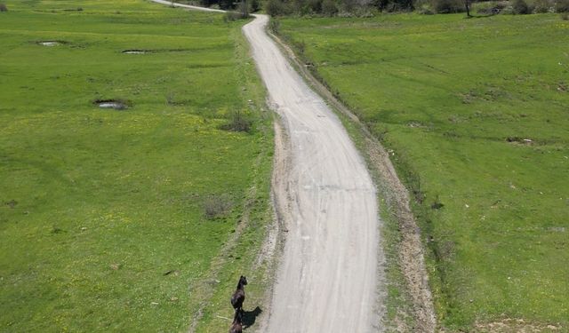 Uluyayla’da Yılkı Atları Dronla Görüntülendi
