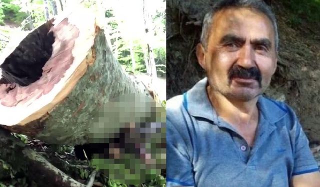 Üzerine ağaç devrilen kesim işçisi öldü