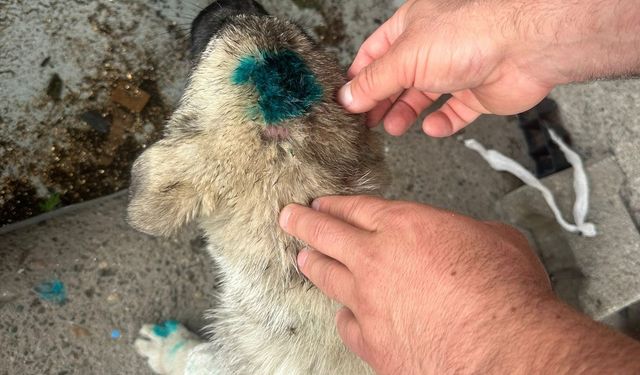 Bu kez insan köpeği ısırdı