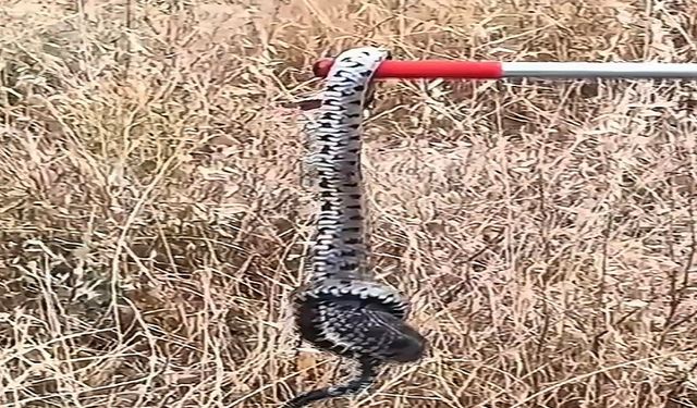 Zehirli engerek yılanı paniğe yol açtı