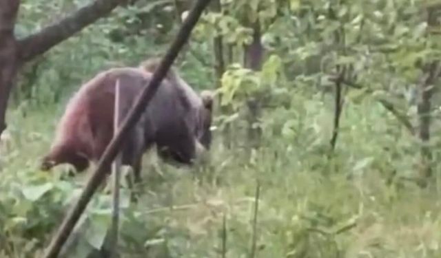 Bahçeye giren bozayıya seslendi ama…