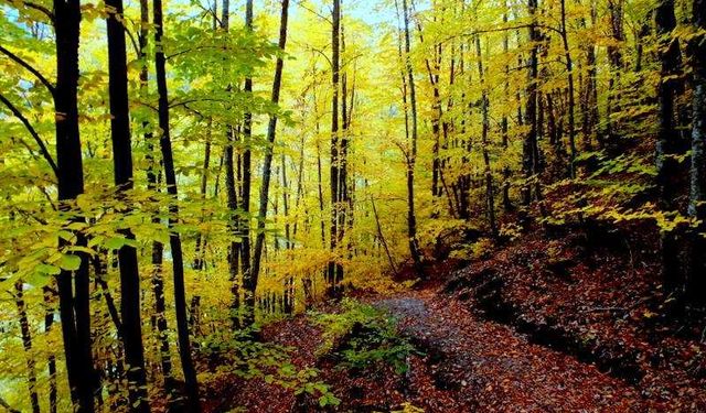 Bartın’da Ormanlara Girişler 3 Ay Süreyle Yasaklandı