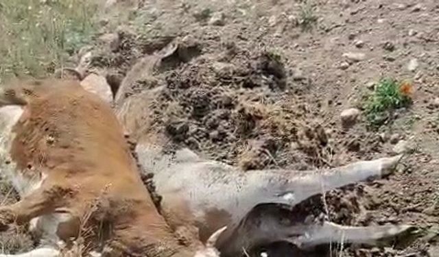 3 inek şap hastalığından telef oldu