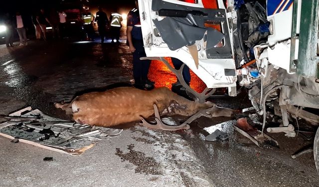 Önce geyiğe, sonra kamyona çarptı: 1 ölü, 1 yaralı