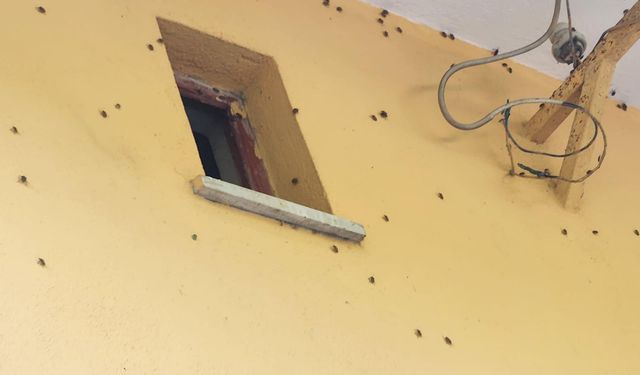 Bartın’da Kokarca İstilası: Hayat Çekilmez Hale Geldi