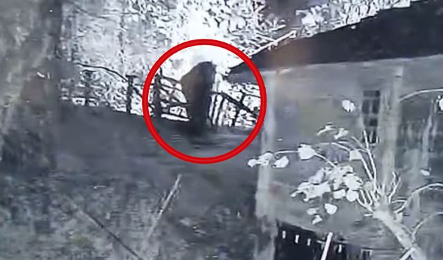 Bartın’da Ayı Mahalle Arasında Görüntülendi