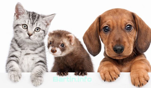 Evcil Hayvan Sahipleri İçin Son 12 Gün