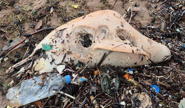 Dev dalgalar, ölü yunusun kalıntılarını sahile sürükledi