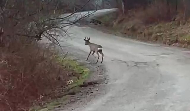Yolunu şaşıran karaca yerleşim yerinde görüntülendi