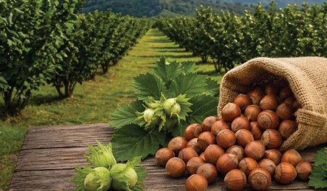 Fındık üreticisinin beklediği haber: TMO fiyatı açıkladı