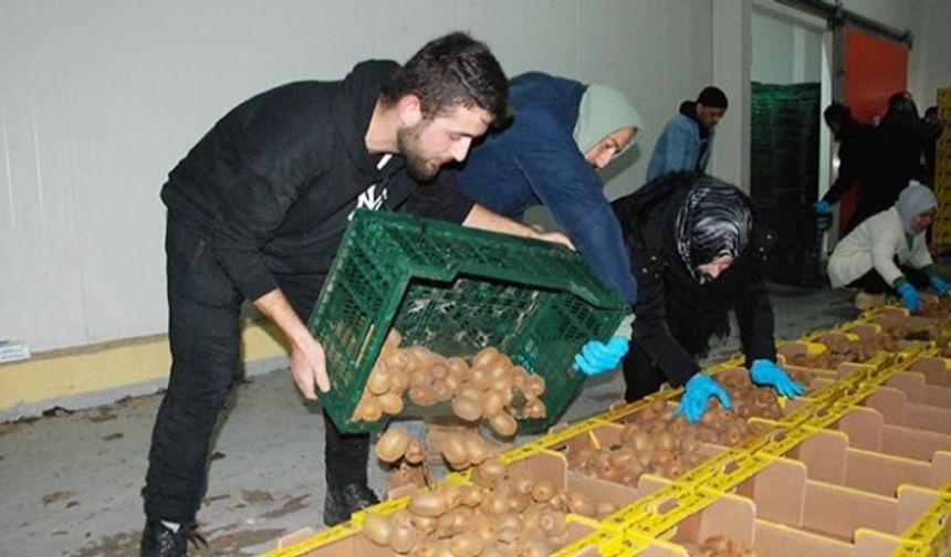BARTIN&#039;da Kerem Aydın, bahçesinden toplayıp depoya bıraktığı 80 ton kiviyi, deprem bölgesine gönderildi.