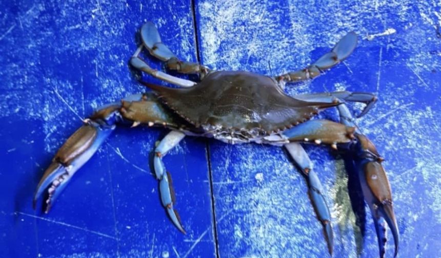 BARTIN’ın Kurucaşile ilçesinde ağa takılan mavi yengeç, balıkçıları şaşırttı.