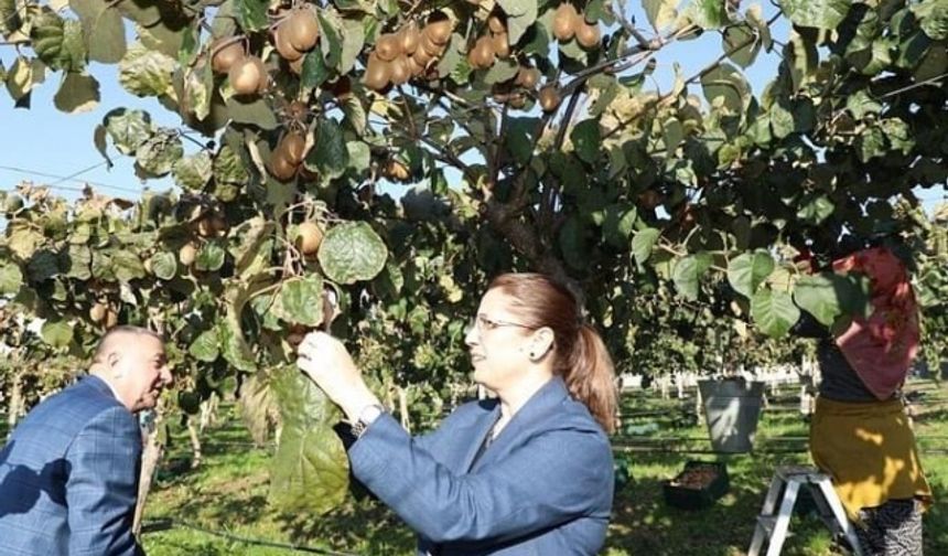 Bartın Valisi Nurtaç Arslan, Batı Karadeniz’in En Büyük Bahçesinde Kivi Hasadına Katıldı
