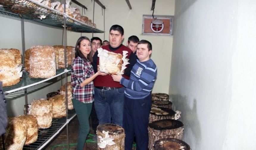 BARTIN'DA BİR OKULDA EĞİTİM GÖREN ENGELLİ ÖĞRENCİLER, SAMAN VE AĞAÇ KÜTÜKLERİNDE MANTAR YETİŞTİRİYOR. (HALİL TEKİN - MUSTAFA KURT/BARTIN-İHA)