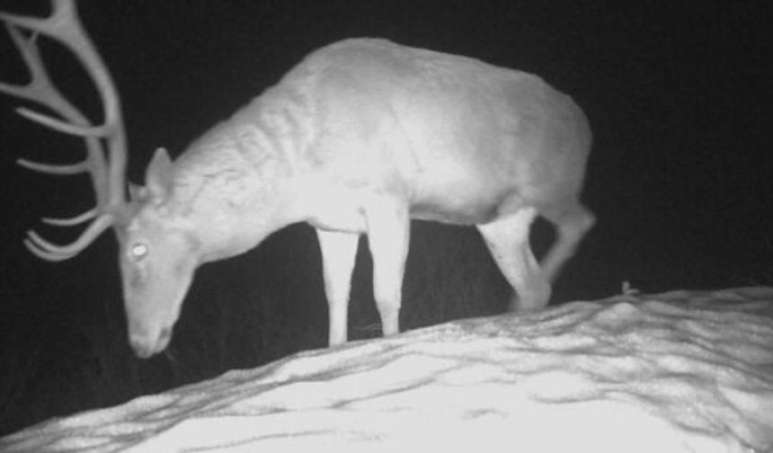 Tarım ve Orman Bakanlığı 10&#039;uncu Bölge Müdürlüğü Bartın Şubesi tarafından, fauna çeşitliğini araştırmak için, Küre Dağları Milli Parkı&#039;na ocak ayında 10 fotokapan yerleştirildi. Fotokapanlar, 37 bin 753 hektar alanı kaplayan parkta belirlenen bölgelere kuruldu.