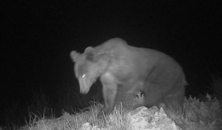 BARTIN ile Kastamonu arasındaki Küre Dağları Milli Parkı&#039;ndaki yaban hayatının zenginliği, kurulan 10 fotokapanla görüntülendi. Bölgedeki karaca ve geyiklerle, kış uykusundan uyanan ayıların besin araması görüntülere yansıdı.