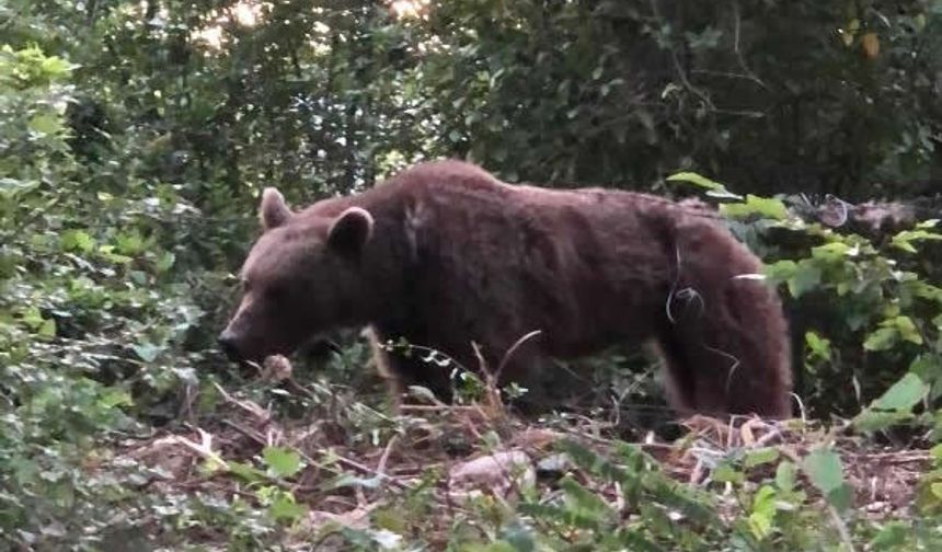 BARTIN’a bağlı Gençali köyündeki tarlada domuz bağına yakalanan ayı, Doğa Koruma ve Milli Parklar Şube Müdürlüğü ekiplerince uyuşturularak, yakalandığı tuzaktan kurtarıldı.