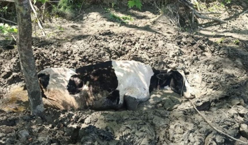 Bartın’da Çamura Saplanan İnek Kurtarıldı