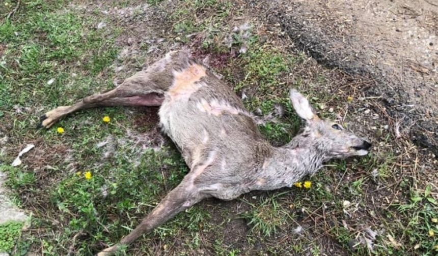 Ulus ilçesine bağlı Kadıköy köyünde ormanlık alanda dün bir karaca kaçak avlanan kişi tarafından tüfekle vuruldu. Av köpeklerinin kovaladığı karaca köye sığındı. Yaralanan karacayı gören vatandaşlar durumu Bartın Doğa Koruma ve Milli Parklar Şube Müdürlüğü&#039;ne bildirdi.