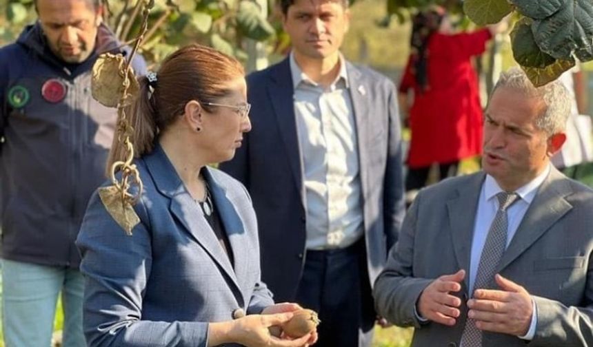 Vali Dr. Nurtaç Arslan, İl Tarım ve Orman Müdürü Yasin Önder ile birlikte Tarım ve Orman Bakanlığının Kırsal Kalkınma Yatırımlarının Desteklenmesi Projesi kapsamında 2010 yılında Akçalı köyünde yaklaşık 200 dönüm arazi üzerine kurulan ve Batı Karadeniz’in en büyük kivi bahçesi olma özelliğine sahip Yonca-Tim işletmesine ait kivi bahçesinde kivi hasadı yaparak hasat döneminin hayırlı ve bereketli olması dileğinde bulundu.