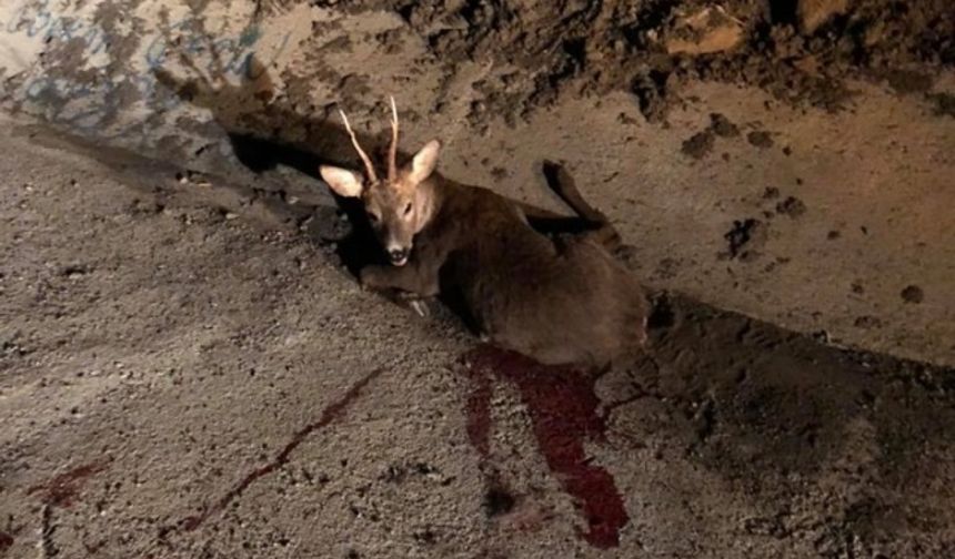 BARTIN- Karabük yolunda, otomobilin çarpması sonucu arka iki bacağı kırılan karaca, veteriner tarafından tedavi edildi. Ayhan Acar DHA