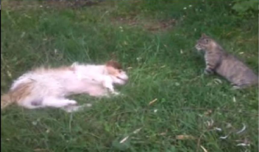 BARTIN’IN KOZCAĞIZ BELDESİNE BAĞLI SÜTLÜCE KÖYÜNDE BİR KEDİ VE KÖPEĞİN BİRBİRLERİYLE OYNAMASI İZLEYENLERE KEYİFLİ DAKİKALAR YAŞATIYOR. İHA