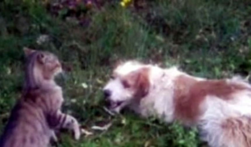BARTIN’IN KOZCAĞIZ BELDESİNE BAĞLI SÜTLÜCE KÖYÜNDE BİR KEDİ VE KÖPEĞİN BİRBİRLERİYLE OYNAMASI İZLEYENLERE KEYİFLİ DAKİKALAR YAŞATIYOR. İHA