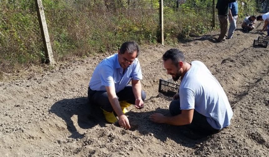 Bartın Tarım Gıda ve Hayvancılık İl Müdürlüğünce Salep üretimini için çalışmalara başlandı.