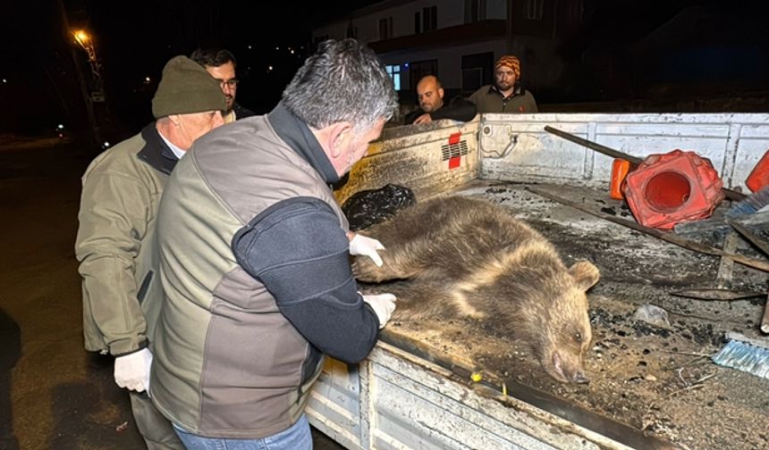 Bartın’da Yavru Ayı Trafik Canavarının Kurbanı zoldu