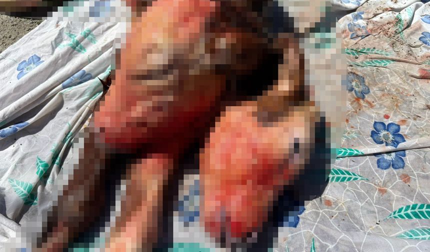 Bartın'da yüz binde bir görülen olay