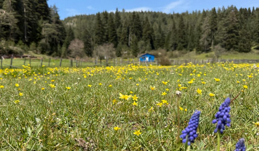 BARTIN-Karabük sınırlarında bulunan 86 bin hektarlık alandaki Uluyayla'da ilkbaharla birlikte yeşeren ağaçlarla eşsiz manzaralar ortaya çıktı