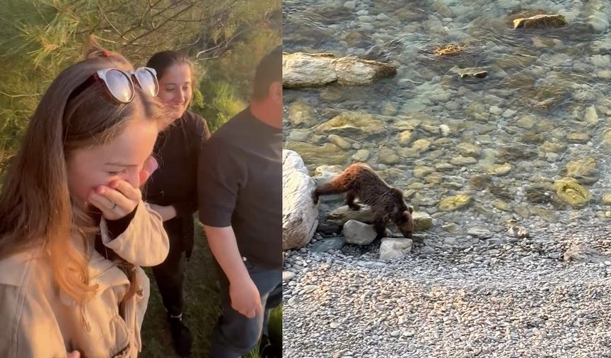 Yavru bozayı sahile indi, vatandaşlar izlemeye gitti