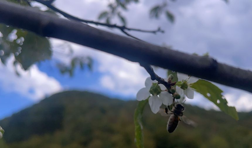 Bartın'da ağaçlar bir yılda ikinci kez çiçek açtı