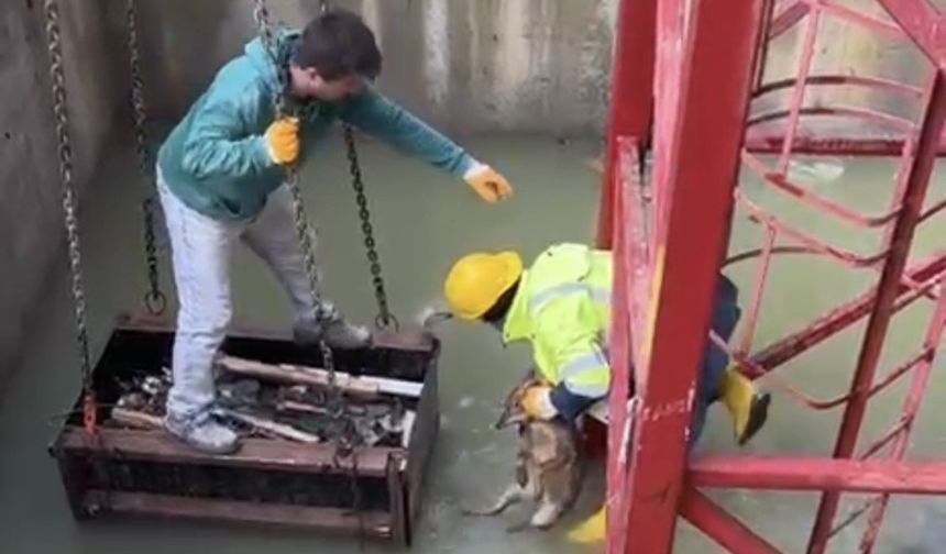 İnşaatta su dolu çukura düşen tilkiyi işçiler kurtardı