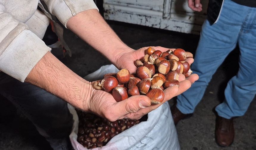Kestane rekoltesinde büyük düşüş, Çuvalı asgari ücret !