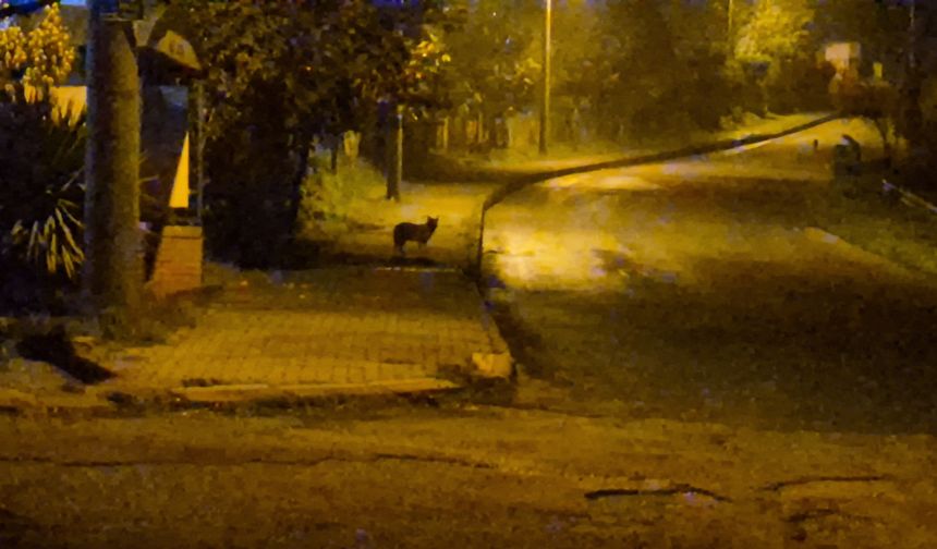 Çakallar Bartın'ı Mesken Tuttu