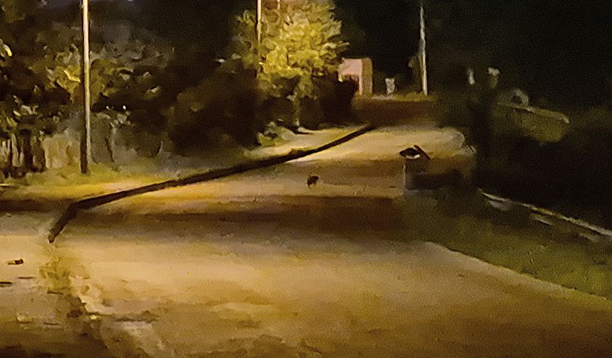 Aç kalan çakal yavruları şehre indi