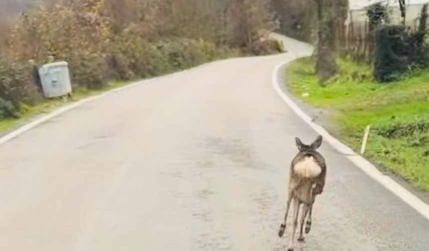Okul Servisinin Önünden Bahçeye Sıçrayan Karaca Kamerada