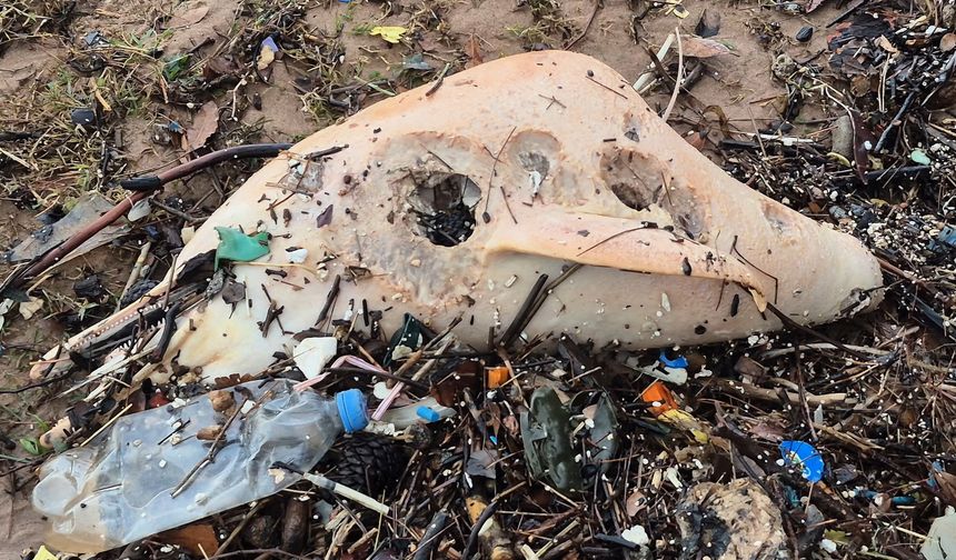 Dev dalgalar, ölü yunusun kalıntılarını sahile sürükledi