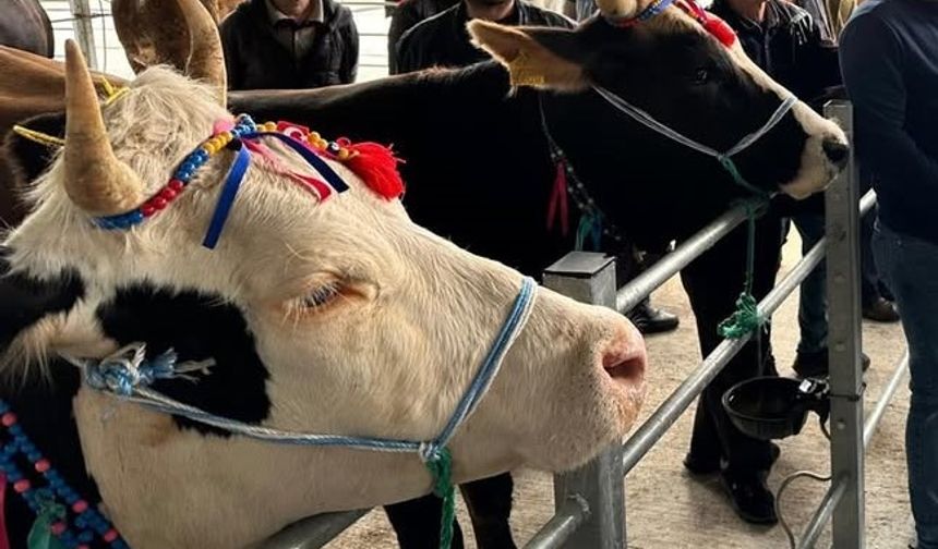 Şap Nedeniyle Kapanmıştı: Akçamescit Pazarı Açılıyor