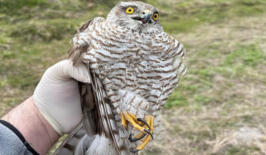 Mugada havzasında 162 yaban hayvanı doğaya salındı