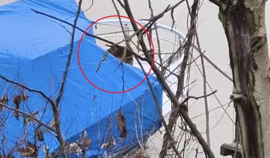 Bartın Irmağı'nda Sevimli Misafir