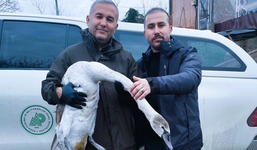 Sahilde bulunan kuğu koruma altına alındı