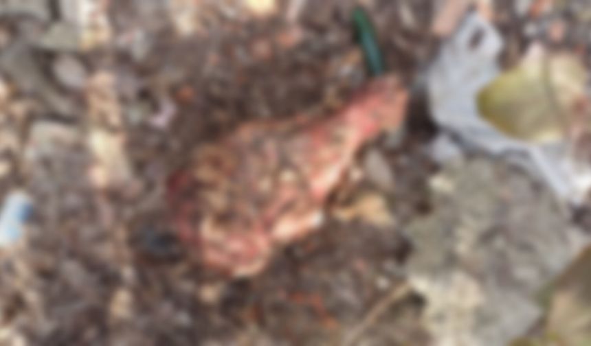 Bartında Tedirgin Eden Olay; At Kafası Bulundu