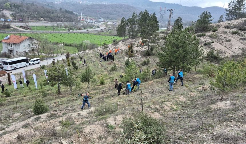 Bartın'da hükümlüler fidan dikti