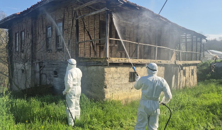 Bartın'da kahverengi kokarca kış uykusunda yok ediliyor