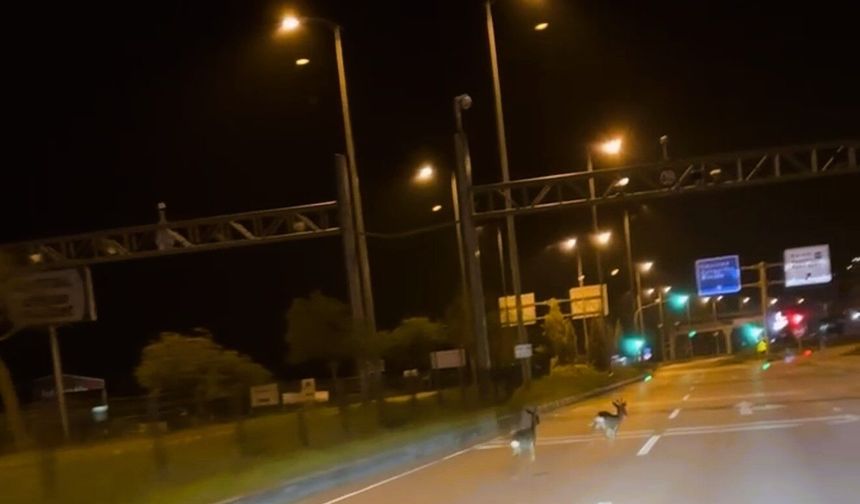 Hastane kavşağına çıkan karacalar kamerada